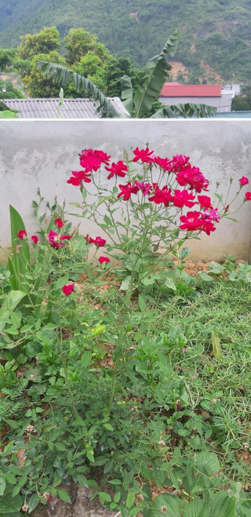 Milk Milk Homestay Yen Minh Δωμάτιο φωτογραφία